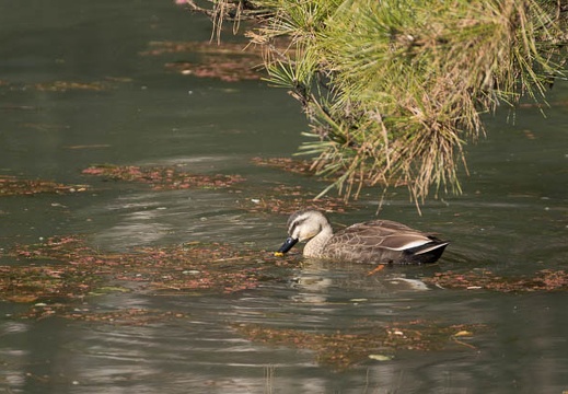 201302101412-DSC04939.jpg