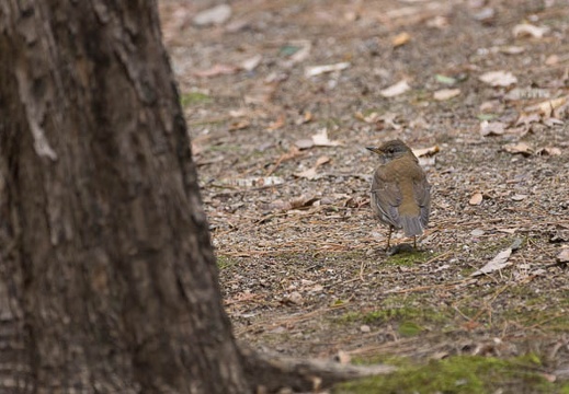 201302101420-DSC04977.jpg