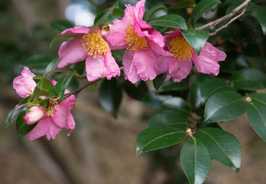 201302111442-DSC05343.jpg