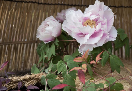 201302111506-DSC05388.jpg