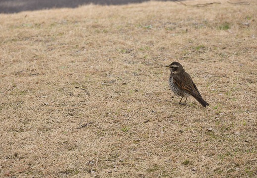 201302121202-DSC05432.jpg