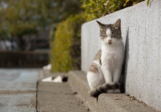 201302121255-DSC05558.jpg