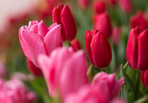 201302131211-DSC05860.jpg