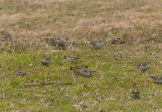 201302131228-DSC05903.jpg