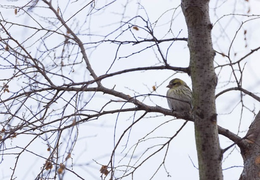 201302131231-DSC05926.jpg