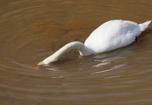 201302141311-DSC06198.jpg