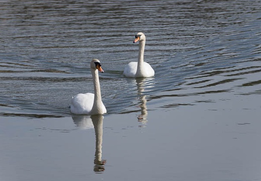 201302141313-DSC06206.jpg