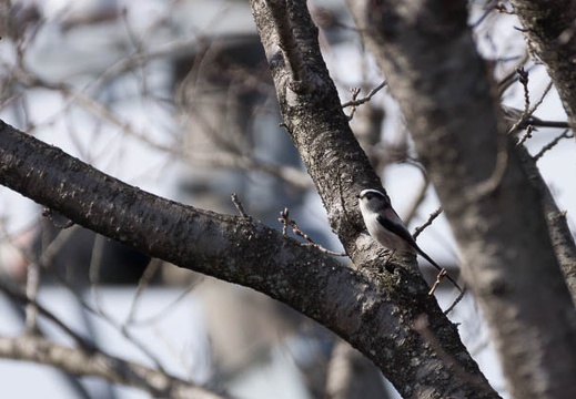 201302141401-DSC06300.jpg