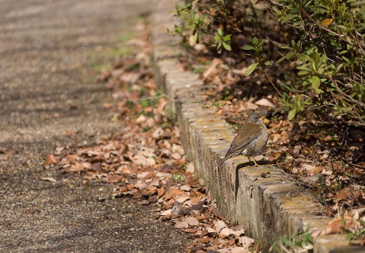 201302161241-DSC06943.jpg