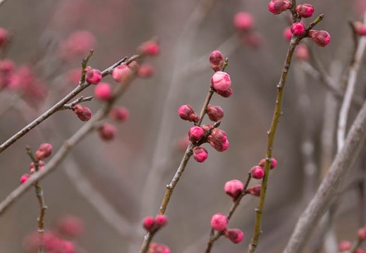 201302171155-DSC07164.jpg