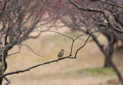 201302171200-DSC07176.jpg
