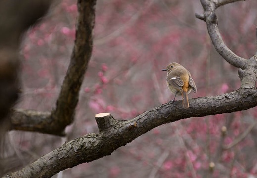 201302171202-DSC07199.jpg
