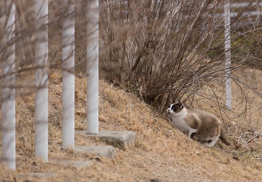 201302171210-DSC07216.jpg