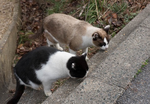 201302171214-DSC01097N.jpg
