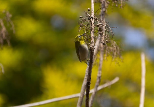 201302171313-DSC07297.jpg