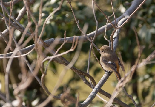 201302171436-DSC07356.jpg