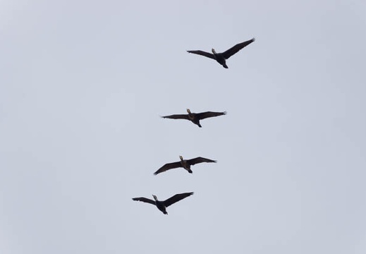 201302211123-DSC07420.jpg