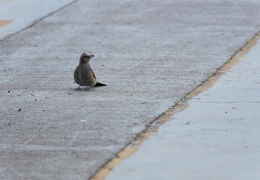 201302211157-DSC07501.jpg
