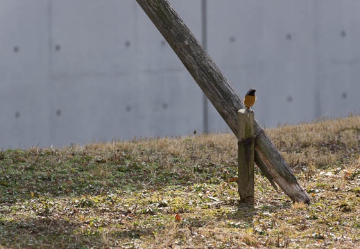 201302221251-DSC08063.jpg