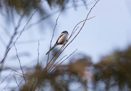 201302221254-DSC08079.jpg