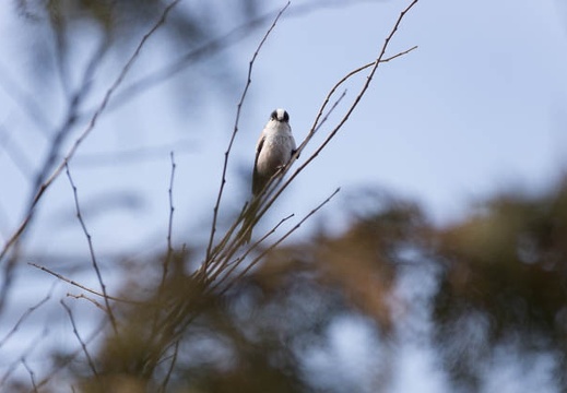 201302221255-DSC08082.jpg