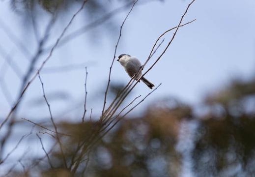 201302221255-DSC08083.jpg
