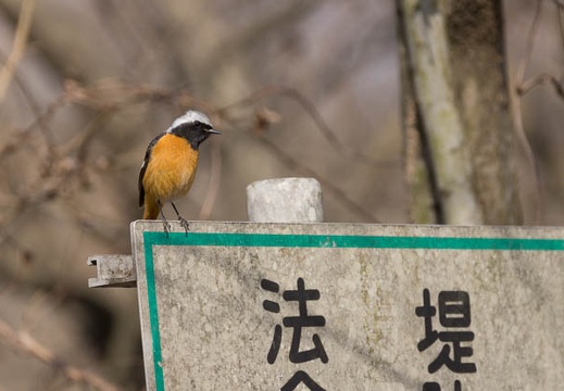 02.22 河川環境楽園