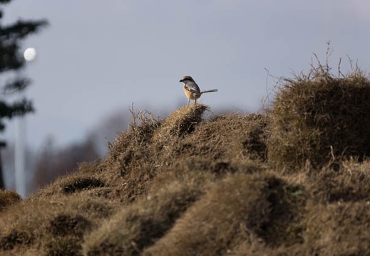 201302221432-DSC08279.jpg