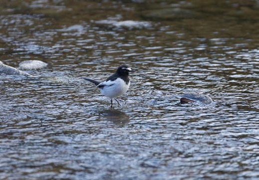201302221452-DSC08333.jpg