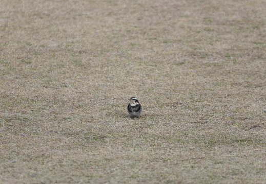 201302221503-DSC08363.jpg
