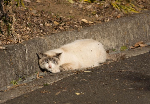 201302221550-DSC08369.jpg