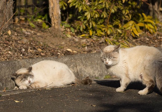 201302221552-DSC08378.jpg