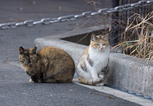 201302221553-DSC08381.jpg