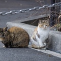 201302221553-DSC08381.jpg
