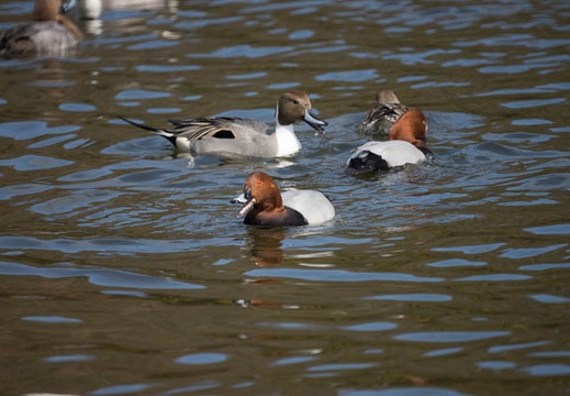 201302231100-DSC08475.jpg
