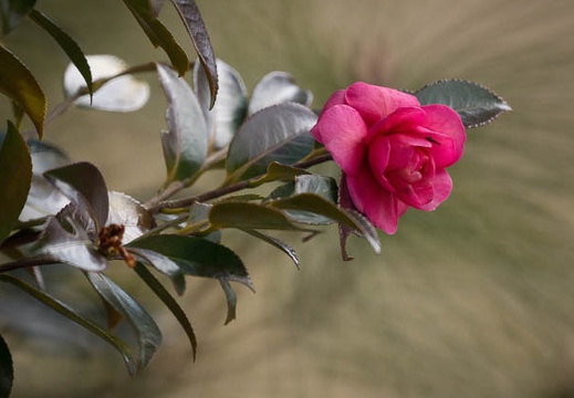 201302231127-DSC08524.jpg