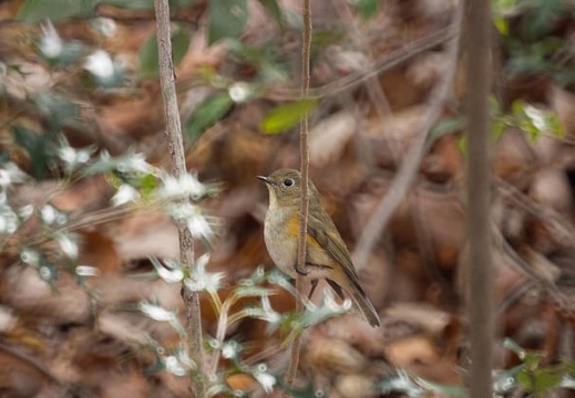 201302231139-DSC08534.jpg