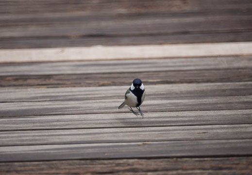 201302231149-DSC08551.jpg