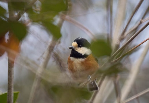 201302231149-DSC08553.jpg