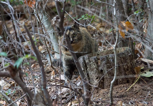 201302231158-DSC08581.jpg