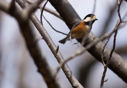 201302231210-DSC08606.jpg