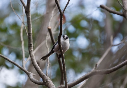201302231253-DSC08681.jpg