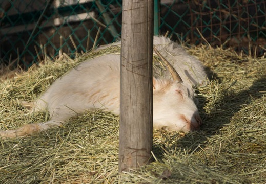 201302261537-DSC09432.jpg