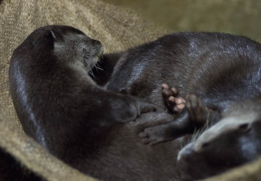 201303011340-DSC09955.jpg