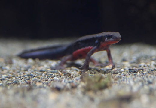 201303011352-DSC09991.jpg