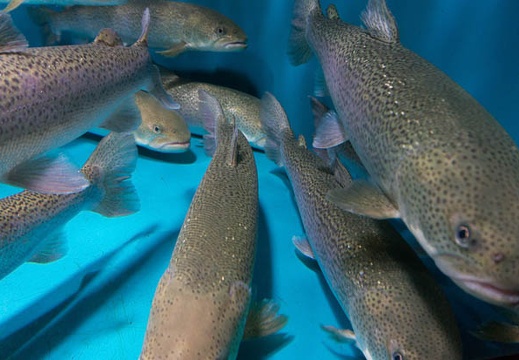 201303011412-DSC01858N.jpg