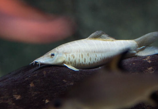 201303011422-DSC00090.jpg