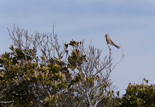 201303031025-DSC01567.jpg
