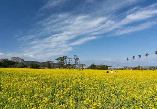 03.03 渥美半島 菜の花まつり2013