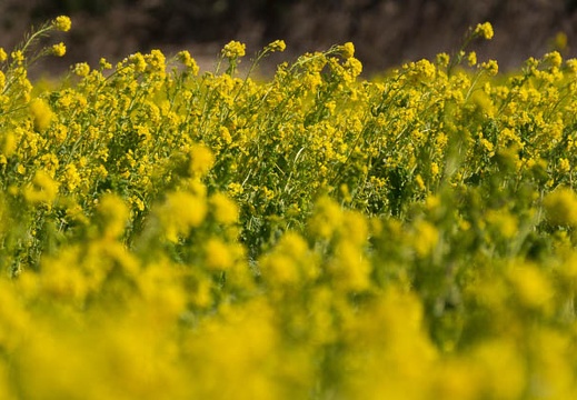201303031031-DSC01583.jpg